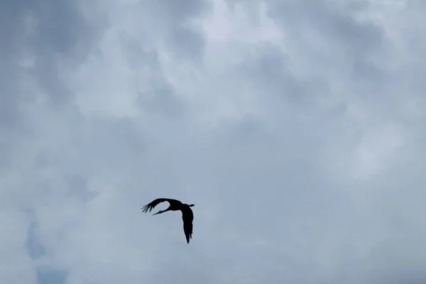 Black Stork Blue Sky Background — Stock Photo, Image