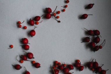 Kırmızı ve turuncu Rowan ve Hawthorn meyveleri beyaz arka planda bir daire oluşturuyorlar.