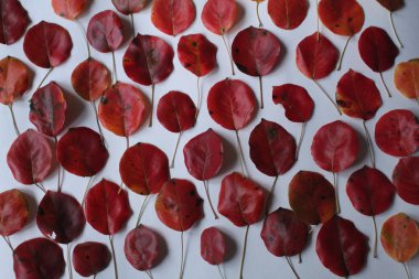 Beyaz arka planda bir sürü koyu kırmızı yaprak