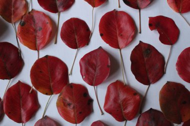 Beyaz arka planda bir sürü koyu kırmızı yaprak