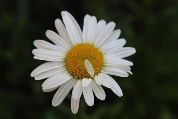 小さな白い花弁を持つ植物カモミールの花とテキストを挿入する場所と明るい黄色の中心が閉じます — ストック写真