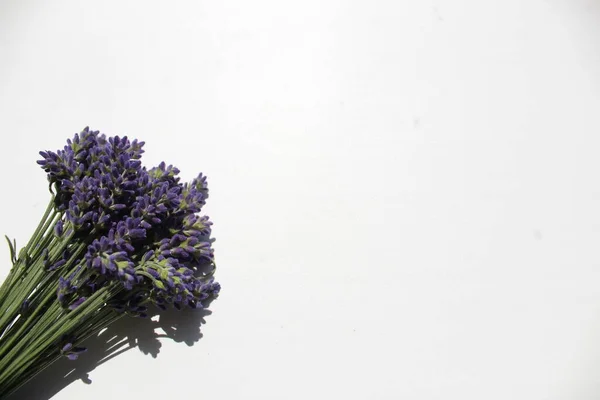 lavender frame on a white background with a place to insert text