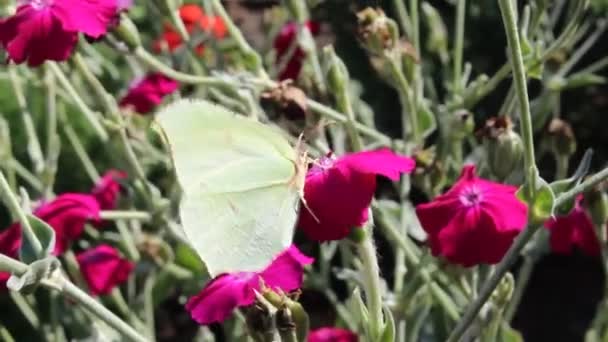 Ένα Λευκό Ανοιχτό Κίτρινο Λάχανο Πεταλούδα Κάθεται Ένα Ροζ Λουλούδι — Αρχείο Βίντεο