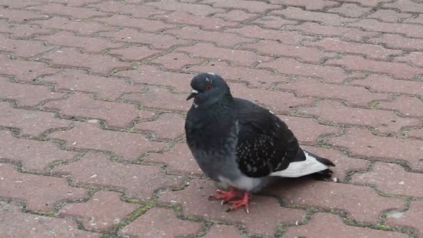 Bird Pigeon Looks Your Eyes Puffs Tiles Street — Stock Video