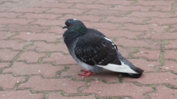 Bir Güvercin Gri Mavi Kaldırımda Ötüyor Şüpheli Görünüyor — Stok video