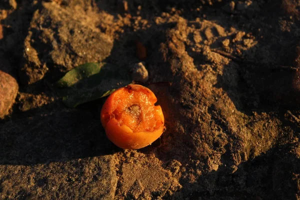 오렌지 살구나 복숭아가 바위에 있습니다 수확을 가지에서 떨어졌습니다 — 스톡 사진