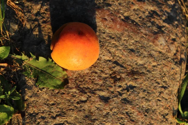 오렌지 살구나 복숭아가 바위에 있습니다 수확을 가지에서 떨어졌습니다 — 스톡 사진
