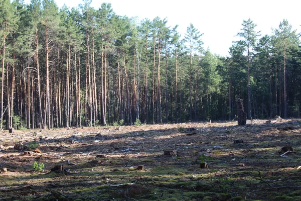 Orman manzarası ağaçların arkasında düz sıralarda yüksek çam ağaçları. Ağaçlarla kaplı bir açıklık görebilirsiniz. Güneş parlar ve gölgeler uzun gölgelere düşer.