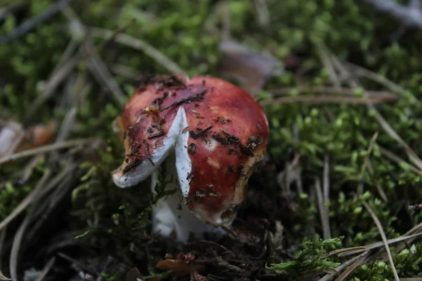 Mushrooms Forest Mushroom Picking Mushroom Pickers Quiet Hunting Vegetarianism Mushroom — Stock Photo, Image