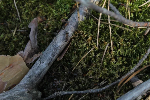 Grande Fourmi Forêt Sur Bâton Sec Dans Forêt — Photo