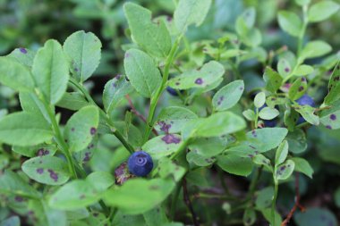Ormanda küçük mavi böğürtlenli yaban mersini çalıları