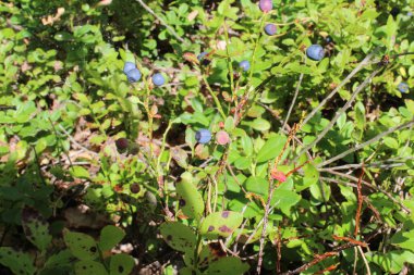 Ormanda küçük mavi böğürtlenli yaban mersini çalıları