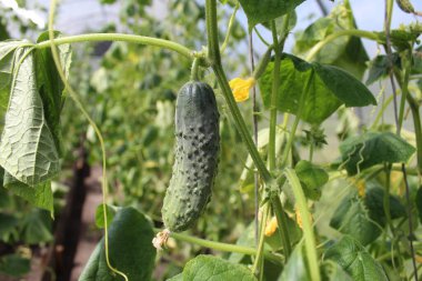 Sokaktaki bir seranın dalında yetişen küçük bir salatalık bahçesinde sebze yetiştiriyor.