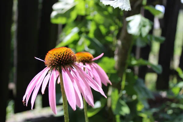 Jardinería Florística Flor Equinácea Con Pétalos Rosados Bajados Voluminoso Centro — Foto de Stock