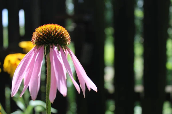 Gardening Floristics Echinacea Flower Pink Petals Lowered Voluminous Brown Center — Stock Photo, Image