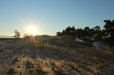 Sıcak yaz manzarası kum sarı karanlık ağaçlar ve çimenler gün batımında mavi gökyüzüne karşı.
