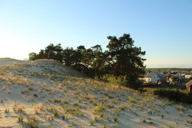 Sıcak yaz manzarası kum sarı karanlık ağaçlar ve çimenler gün batımında mavi gökyüzüne karşı.