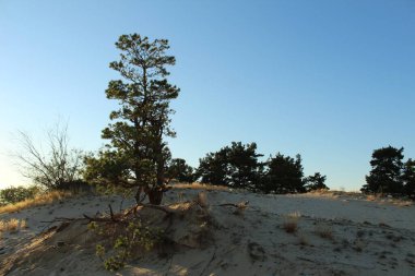 Sıcak yaz manzarası kum sarı karanlık ağaçlar ve çimenler gün batımında mavi gökyüzüne karşı.