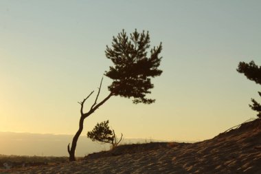 Tek bir yalnız ağaç gökyüzüne karşı kumsalda yetişir. Mavi günbatımı sarı manzara. Kartpostallar için sıcak renkler.