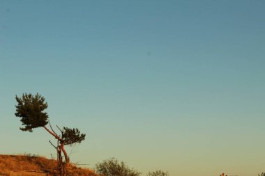 Yalnız bir ağaç kumların üzerinde yetişiyor mavi gökyüzüne karşı bir kartpostal resmi için savana manzarası.