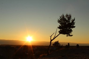 Tek bir koyu siyah ağaç silueti açık sarı kum ve gün batımı sarı ve açık mavi gökyüzüne karşı bir kartpostal için.