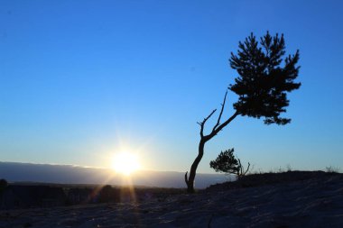 Soğuk bir manzara, kumların üzerinde büyüyen yalnız bir ağaç ve soğuk renklerde batan güneş kartpostalı manzarası.
