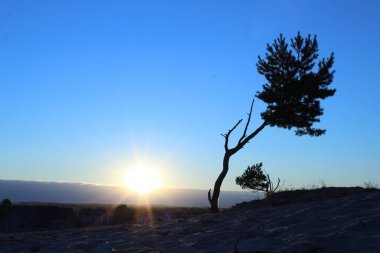 Soğuk bir manzara, kumların üzerinde büyüyen yalnız bir ağaç ve soğuk renklerde batan güneş kartpostalı manzarası.