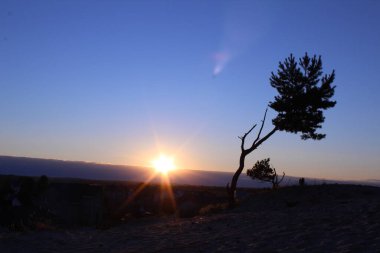 Soğuk renklerde manzara kumlu kartpostalda büyüyen mavi gökyüzüne karşı tek başına bir ağaç resim gibi.