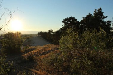 Sıcak yaz manzarası kum sarı karanlık ağaçlar ve çimenler gün batımında mavi gökyüzüne karşı.