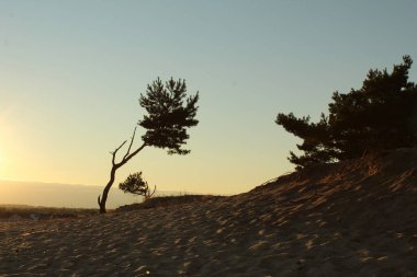 Tek bir koyu siyah ağaç silueti açık sarı kum ve gün batımı sarı ve açık mavi gökyüzüne karşı bir kartpostal için.