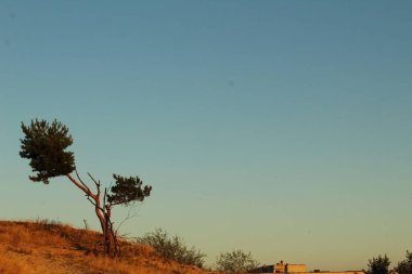 Yalnız bir ağaç kumların üzerinde yetişiyor mavi gökyüzüne karşı bir kartpostal resmi için savana manzarası.