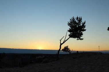 Soğuk bir manzara, kumların üzerinde büyüyen yalnız bir ağaç ve soğuk renklerde batan güneş kartpostalı manzarası.
