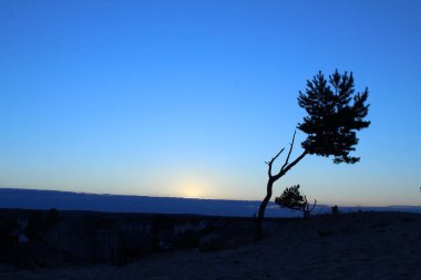 Soğuk renklerde manzara kumlu kartpostalda büyüyen mavi gökyüzüne karşı tek başına bir ağaç resim gibi.