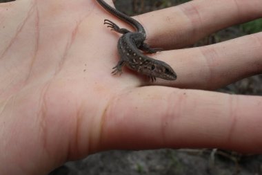 Küçük gri bir kertenkele elinde çıplak ya da eldivenli oturuyor.