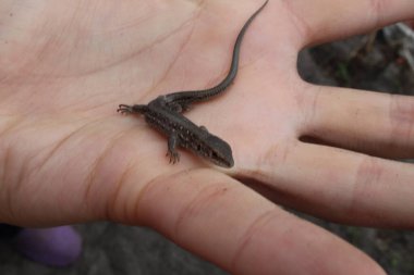 Küçük gri bir kertenkele elinde çıplak ya da eldivenli oturuyor.