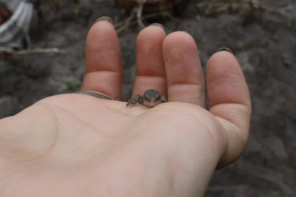 Pequeno Lagarto Cinzento Senta Mão Luva Olhando — Fotografia de Stock