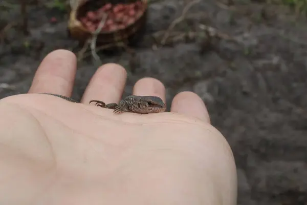 Pequeno Lagarto Cinzento Senta Mão Luva Olhando — Fotografia de Stock