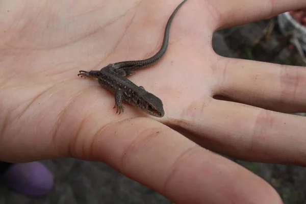 Pequeno Lagarto Cinzento Senta Mão Luva Olhando — Fotografia de Stock