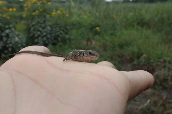 Een Kleine Grijze Hagedis Zit Hand Naakt Handschoen Zoek — Stockfoto