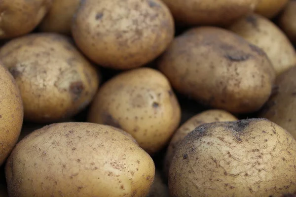 Knollen Von Gemüse Kartoffeln Weiß Gelb Sand Nahaufnahme Hintergrund Lebensmittel — Stockfoto