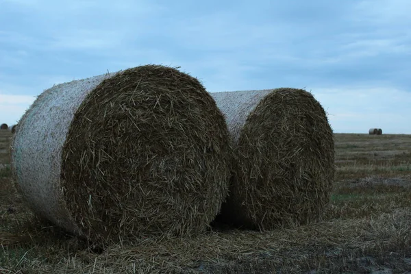 Rural Landscape Two Haystacks Bales Hay Straw Lying Field Close — Stock Photo, Image