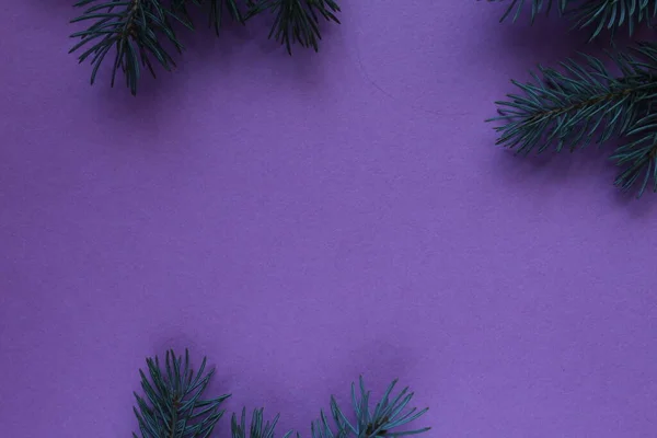 New Year Christmas Winter Background Pine Branches Spruce Tree Purple — Stock Photo, Image