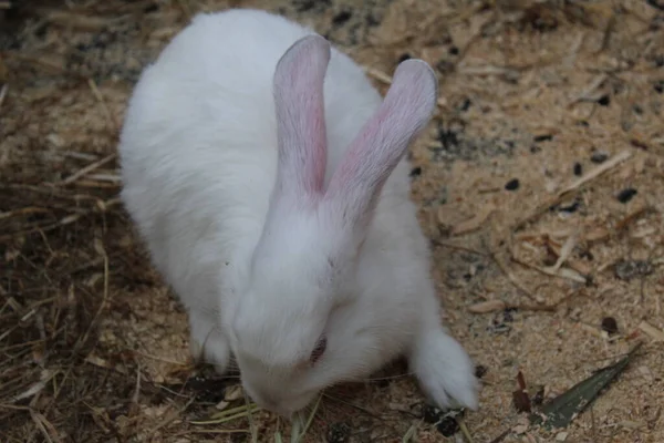 四只白色或斑斑的兔子正坐在木笼里吃着 — 图库照片