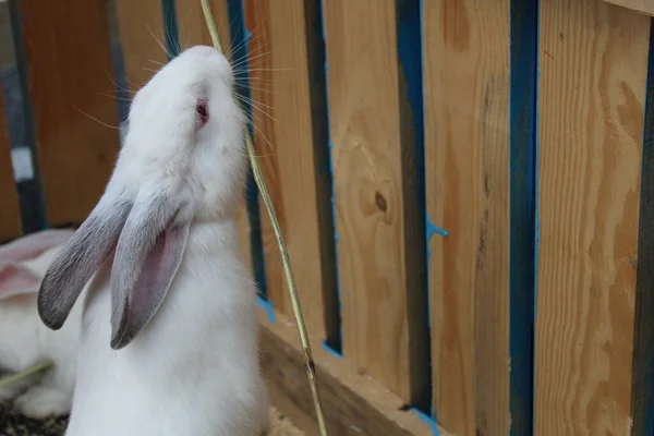 Lapin Blanc Atteint Pour Nourriture Paille Herbe Contre Une Clôture — Photo