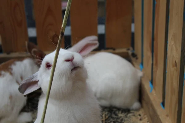 Lapin Blanc Atteint Pour Nourriture Paille Herbe Contre Une Clôture — Photo