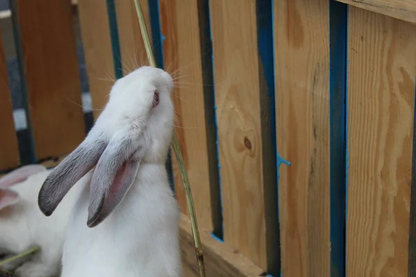 Lapin Blanc Atteint Pour Nourriture Paille Herbe Contre Une Clôture — Photo