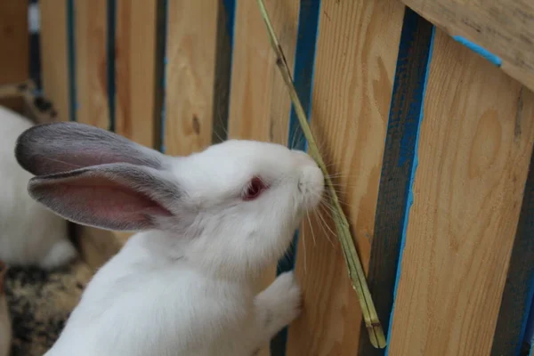 Ein Weißes Kaninchen Greift Nach Grasstrohfutter Gegen Einen Holzzaun — Stockfoto
