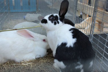 Üç ya da dört beyaz ya da benekli tavşan ahşap bir kafeste oturmuş yemek yiyorlar.