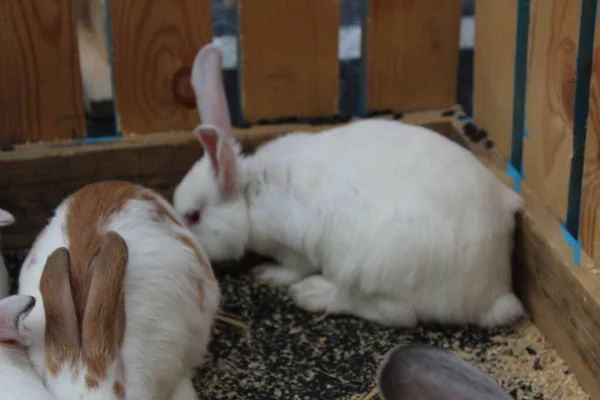 Trois Quatre Lapins Blancs Tachetés Sont Assis Dans Une Cage — Photo