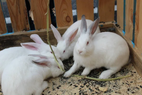 Trois Quatre Lapins Blancs Tachetés Sont Assis Dans Une Cage — Photo